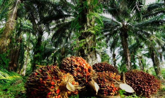 Palm Oil